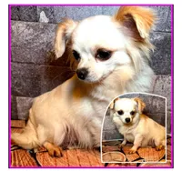 Fuzz-E, a male Chihuahua for sale in Lakewood, WA – Photo 5 of 5