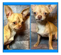 Fuzz-E, a male Chihuahua for sale in Lakewood, WA – Photo 4 of 5