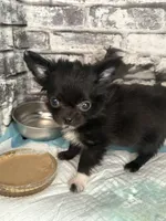 Fuzz-E, a male Chihuahua for sale in Lakewood, WA – Photo 1 of 5