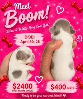 Boom, a female Chihuahua for sale in Lakewood, WA – 2 of 2