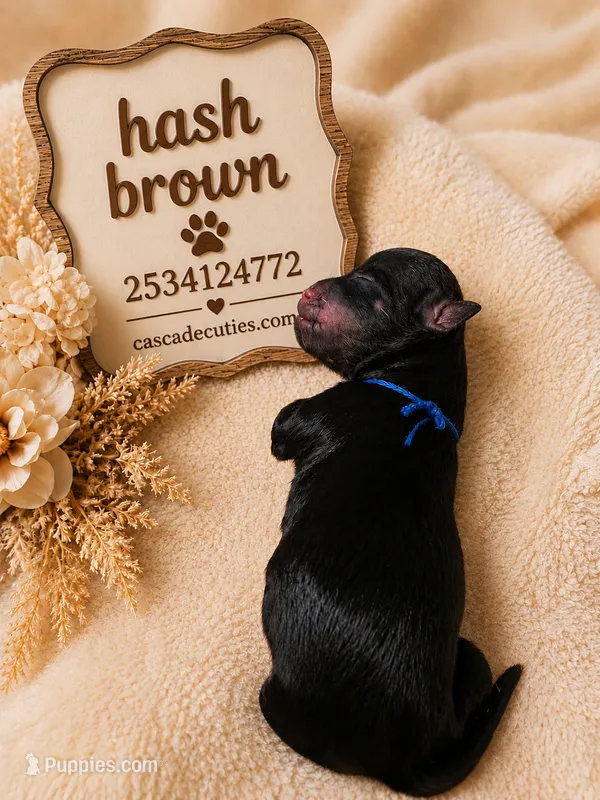 Hash browns  – Chihuahua puppy for sale in Lakewood, WA