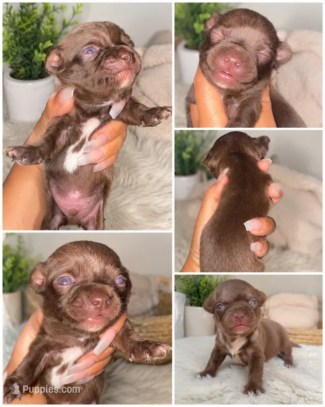 Mocha  – Chihuahua puppy for sale in Lakewood, WA