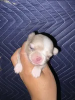 Bang, a male Chihuahua for sale in Lakewood, WA – 2 of 4