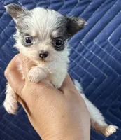 Comf-E, a female Chihuahua for sale in Lakewood, WA – Photo 7 of 8