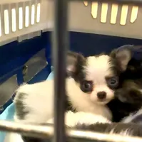 Comf-E, a female Chihuahua for sale in Lakewood, WA – Photo 5 of 8