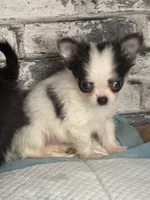 Comf-E, a female Chihuahua for sale in Lakewood, WA – Photo 2 of 8