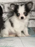 Comf-E, a female Chihuahua for sale in Lakewood, WA – Photo 1 of 8
