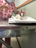 Comf-E, a female Chihuahua for sale in Lakewood, WA – Photo 8 of 8