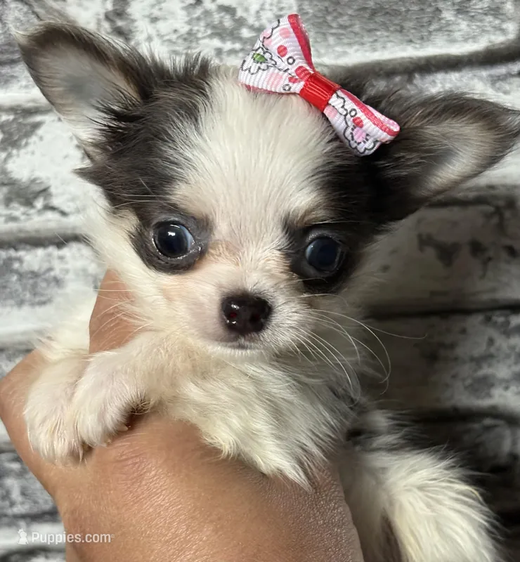 Comf-E – Chihuahua puppy for sale in Lakewood, WA