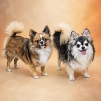 Hash brown , a male Chihuahua for sale in Lakewood, WA – 2 of 2