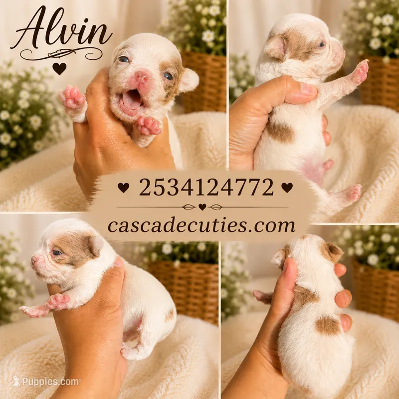Alvin – Chihuahua puppy for sale in Lakewood, WA