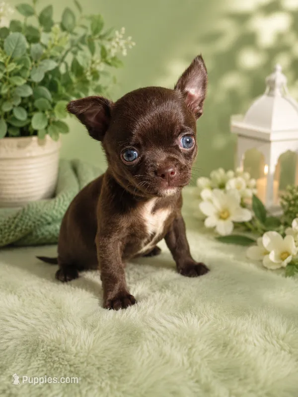 Mocha  – Chihuahua puppy on hold in Lakewood, WA