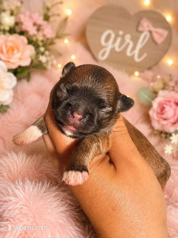 Dazzle  – Chihuahua puppy for sale in Lakewood, WA