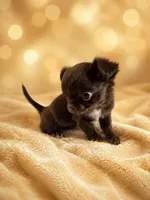 Fudge , a male Chihuahua for sale in Lakewood, WA – 4 of 7