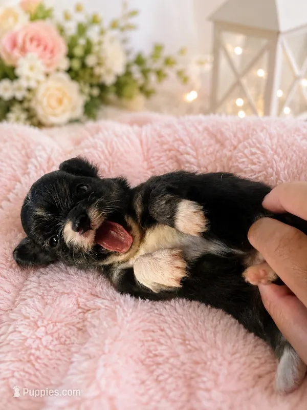 Binky – Chihuahua puppy for sale in Lakewood, WA