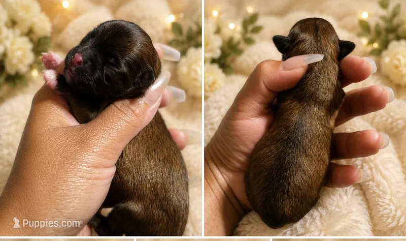 Dazzle  – Chihuahua puppy for sale in Lakewood, WA