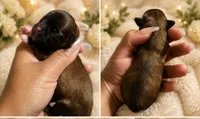 Dazzle , a female Chihuahua for sale in Lakewood, WA – 1 of 2