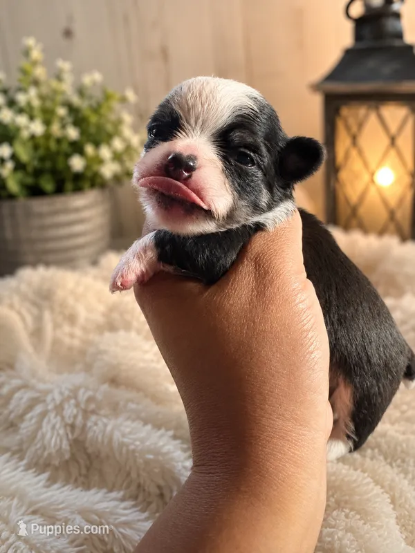 Diaper – Chihuahua puppy for sale in Lakewood, WA
