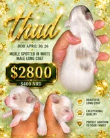 Thud, a male Chihuahua for sale in Lakewood, WA – 1 of 4