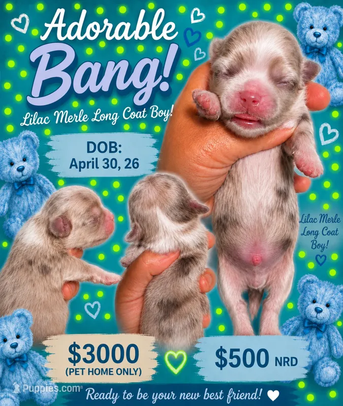 Bang – Chihuahua puppy for sale in Lakewood, WA