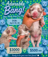 Bang, a male Chihuahua for sale in Lakewood, WA – 1 of 4