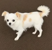 Snowbell, a female Chihuahua for sale in Lakewood, WA – 3 of 6