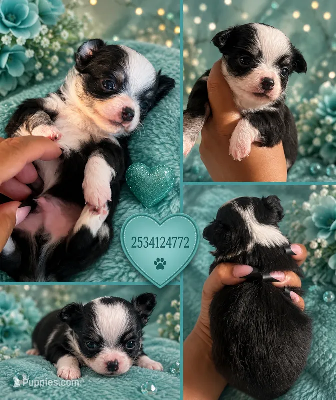 Diaper – Chihuahua puppy on hold in Lakewood, WA