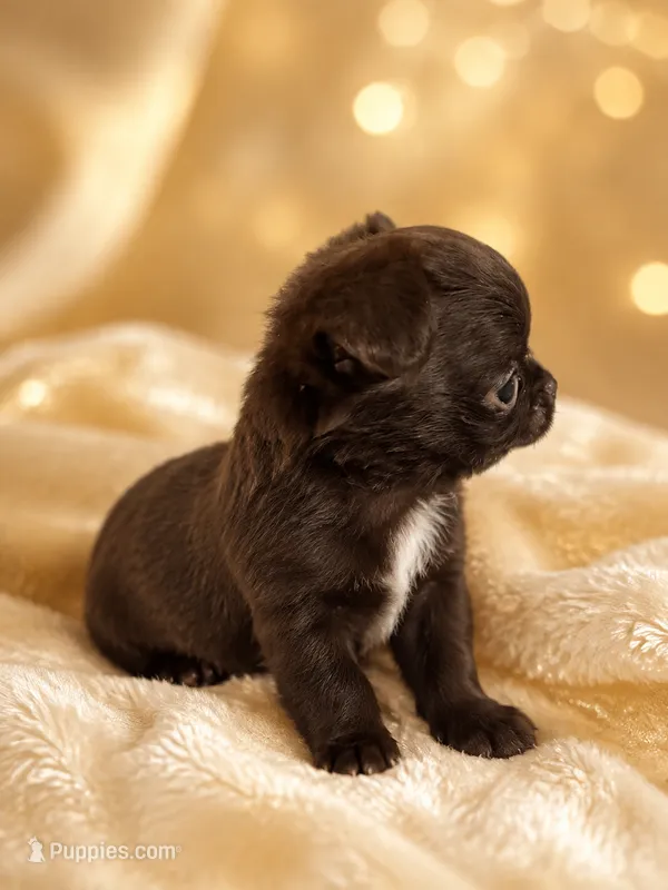Fudge  – Chihuahua puppy for sale in Lakewood, WA
