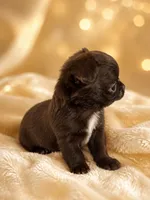 Fudge , a male Chihuahua for sale in Lakewood, WA – 1 of 7