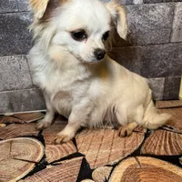 Snowbell, a female Chihuahua for sale in Lakewood, WA – Photo 4 of 5