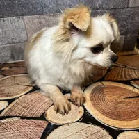 Snowbell, a female Chihuahua for sale in Lakewood, WA – Photo 3 of 5