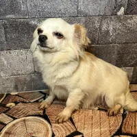 Snowbell, a female Chihuahua for sale in Lakewood, WA – Photo 5 of 5