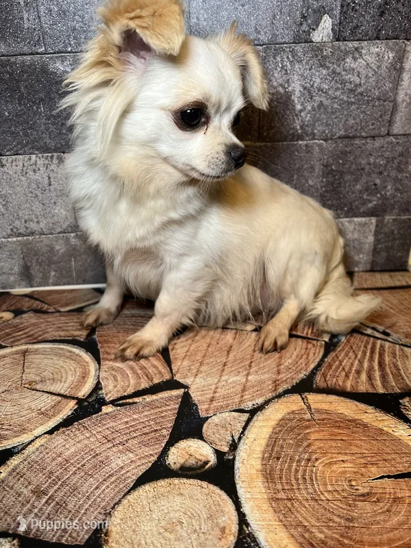 Snowbell – Chihuahua puppy for sale in Lakewood, WA