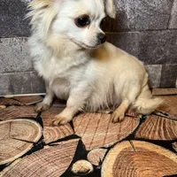 Snowbell, a female Chihuahua for sale in Lakewood, WA – Photo 1 of 5