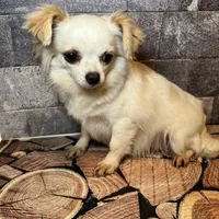 Snowbell, a female Chihuahua for sale in Lakewood, WA – Photo 2 of 5