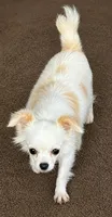 Snowbell, a female Chihuahua for sale in Lakewood, WA – 2 of 6