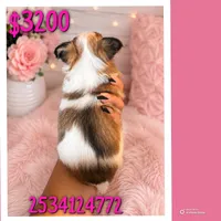 Baby powder , a female Chihuahua for sale in Lakewood, WA – 3 of 4