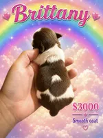 Britanny, a female Chihuahua for sale in Lakewood, WA – 2 of 5