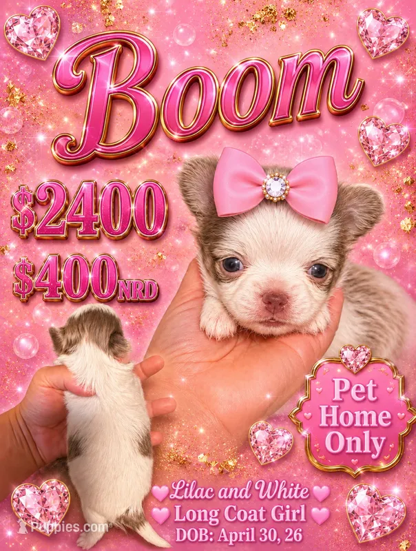 Boom – Chihuahua puppy for sale in Lakewood, WA