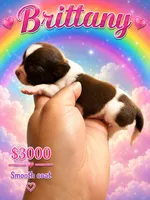 Britanny, a female Chihuahua for sale in Lakewood, WA – 4 of 5