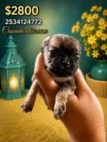 Nugget , a male Chihuahua for sale in Lakewood, WA – 1 of 5