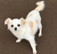 Snowbell, a female Chihuahua for sale in Lakewood, WA – 4 of 6