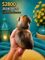 Nugget , a male Chihuahua for sale in Lakewood, WA – 2 of 5