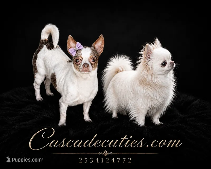 Alvin – Chihuahua puppy on hold in Lakewood, WA
