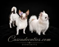 Alvin, a female Chihuahua for sale in Lakewood, WA – 2 of 2