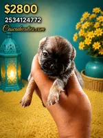 Nugget , a male Chihuahua for sale in Lakewood, WA – 5 of 5