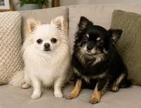 Diaper, a male Chihuahua for sale in Lakewood, WA – 2 of 2