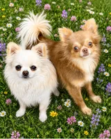 Sparkler , a female Chihuahua for sale in Lakewood, WA – 2 of 2