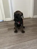 Boy 6 , a male Cane Corso for sale in Denver, CO – 1 of 7