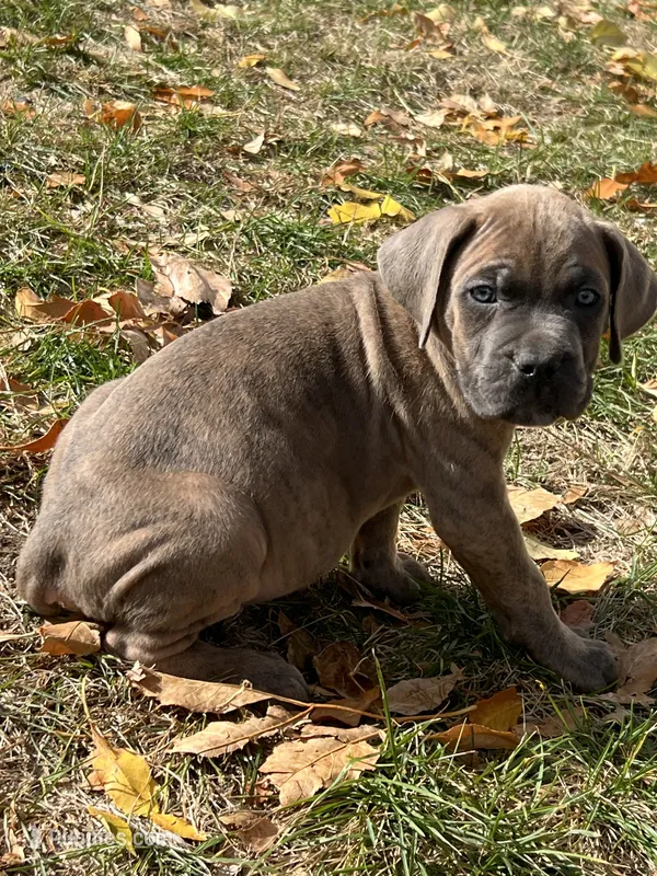 Blue collar girl – Cane Corso puppy for sale in Denver, CO